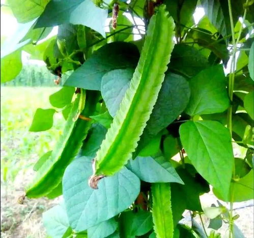 南方小眾蔬菜，北方人少見，卻全身是寶，你認(rèn)識嗎？